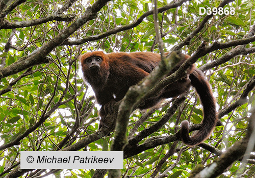 Brown Howler (Alouatta guariba)
